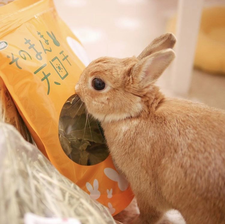 如果你养兔子了会怎样,养一只兔子会寂寞吗