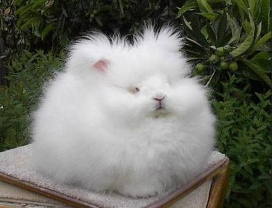 兔子的种类一共有多少种,兔子一共有多少种种类