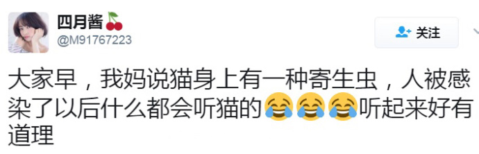 带来幸运的招财小黑猫,一只可以带来好运的猫