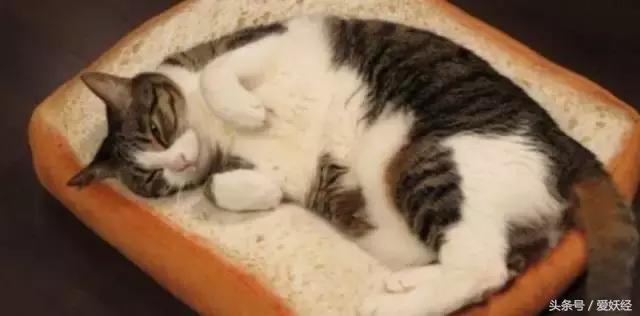 爱妖经｜买了这个猫咪专用土司坐垫，也许我们就能有猫了！