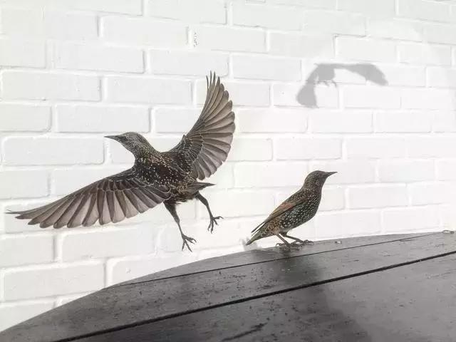 玩转手机摄影轻松拍出大片儿,家中就能拍出大片手机摄影