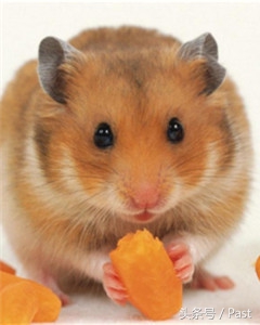 仓鼠求偶的正确方法,萌宠推推