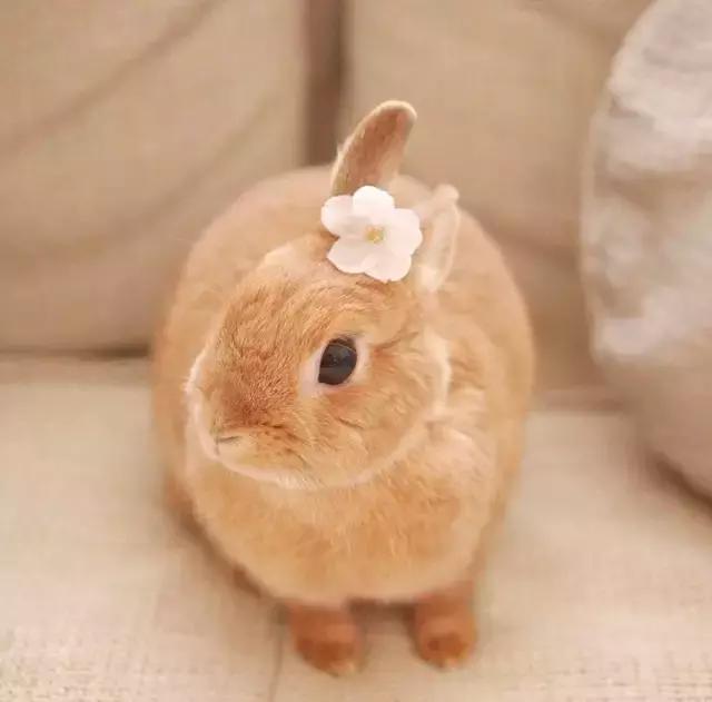 如果你养兔子了会怎样,养一只兔子会寂寞吗