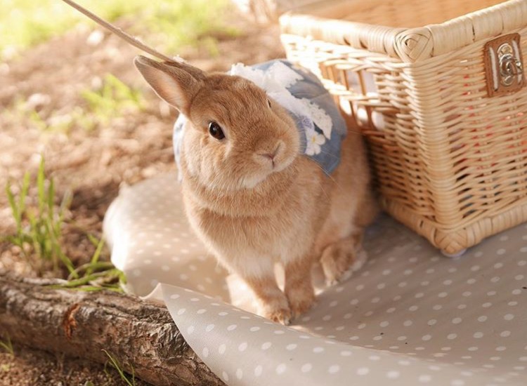 如果你养兔子了会怎样,养一只兔子会寂寞吗