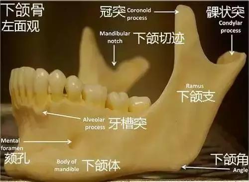 为什么有人拔智齿可以瘦脸,拔智齿为啥有人真的瘦脸
