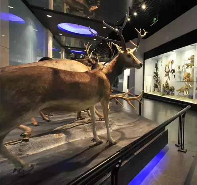 北京博物馆游学,北京适合孩子去的博物馆攻略路线