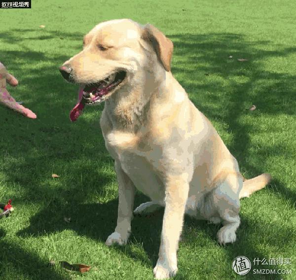 简单训犬小技能,简单学训犬