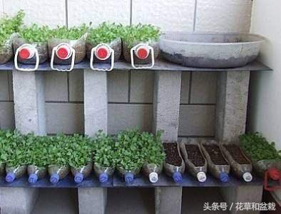 阳台花盆种一次吃一年的蔬菜,种一个阳台水培蔬菜