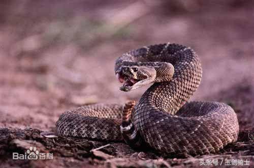 世界十大毒蛇排行榜前十名有哪些,世界十大毒蛇排行榜泰坦蟒