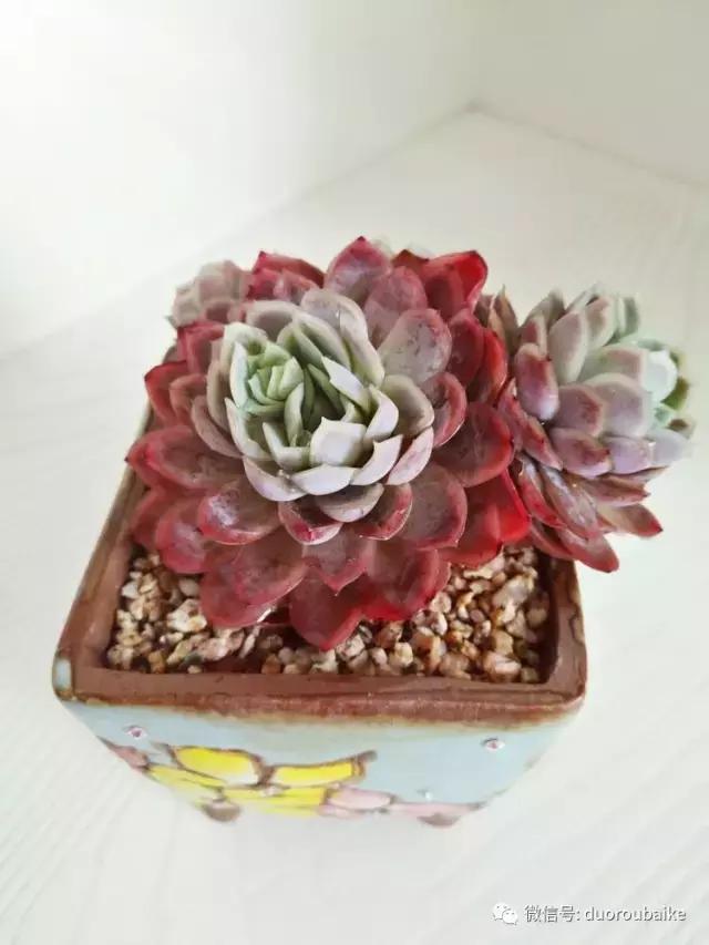 老桩多肉爱生根吗,多肉老法师老桩名品