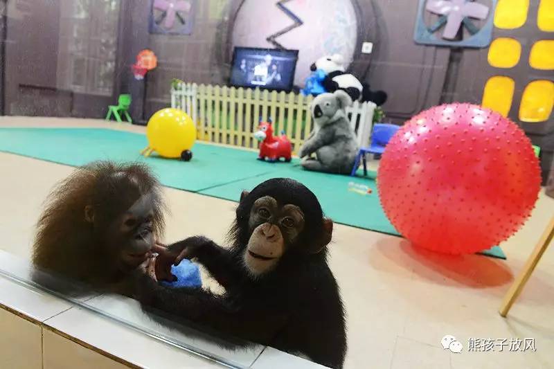 广州长隆野生动物园游玩攻略,广州长隆野生动物园攻略自由行