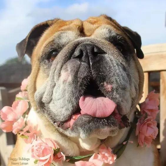 英国斗牛犬饲养方法,英国斗牛犬性格怎么样