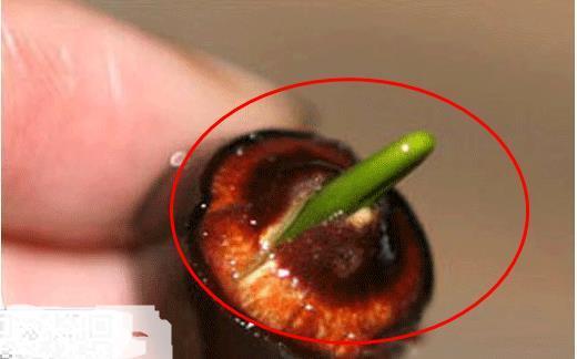 碗莲发完芽之后应该怎么养殖,用碗莲的种子养殖多久可以开花