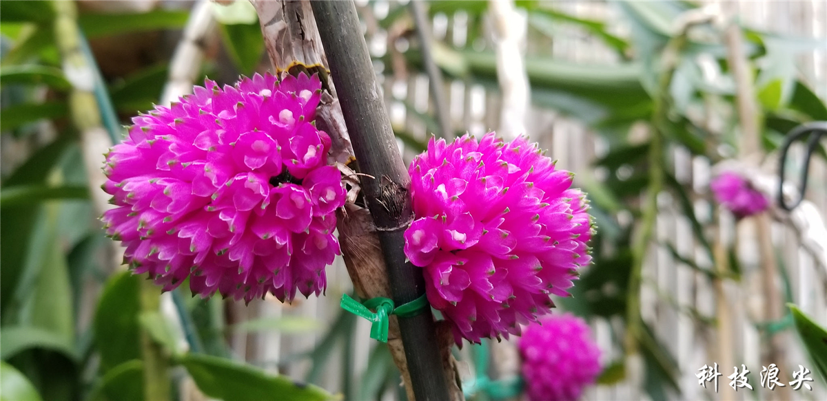 三星s8和s8+哪个更值得入手,三星s8轻奢版与s8参数详细对比