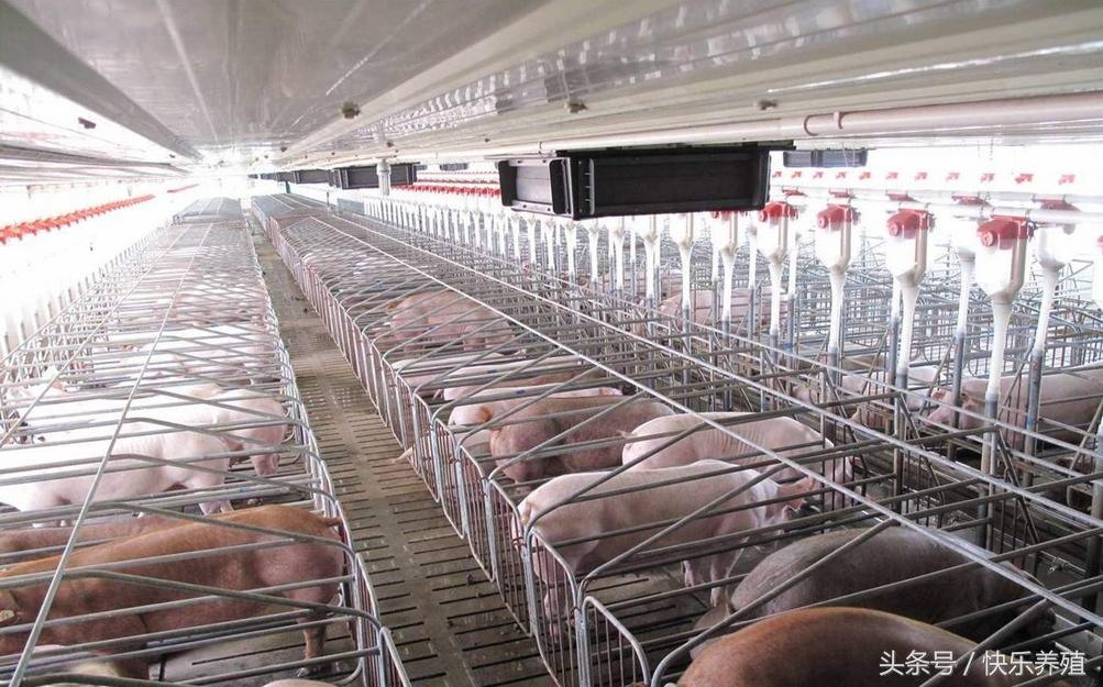 养猪喂母猪技术要领,养猪保育技术教程