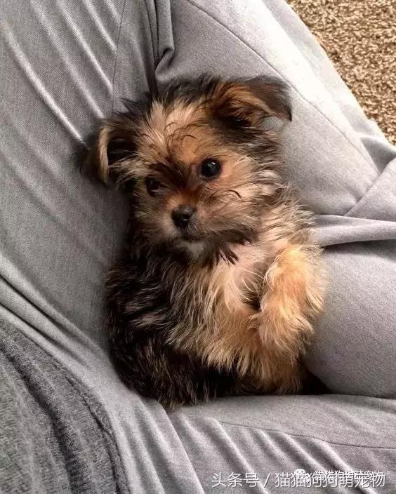 最可爱茶杯犬,16只茶杯犬