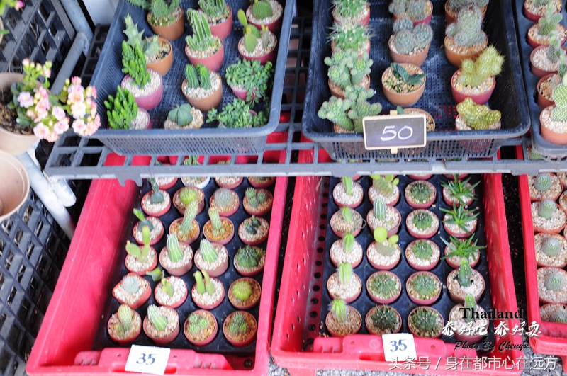 泰国最新旅游之地,泰国旅游清晨时光