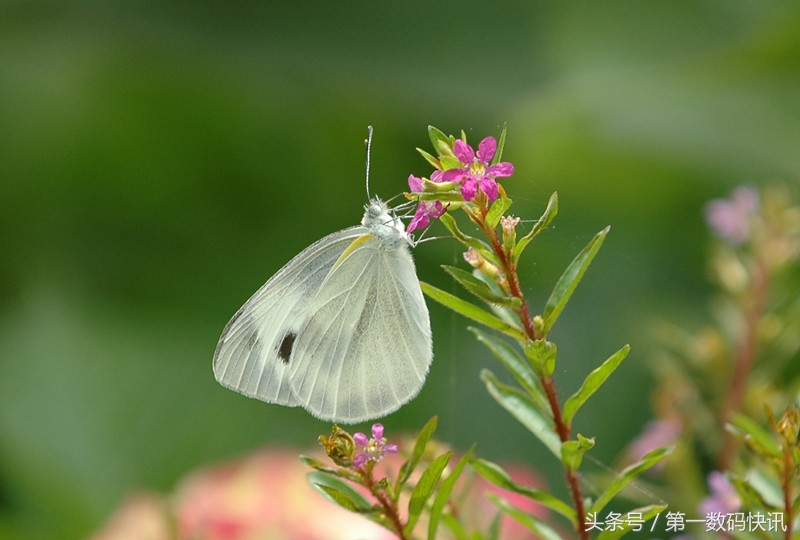 尼康d70有多少像素,尼康单反d7100值得收藏吗