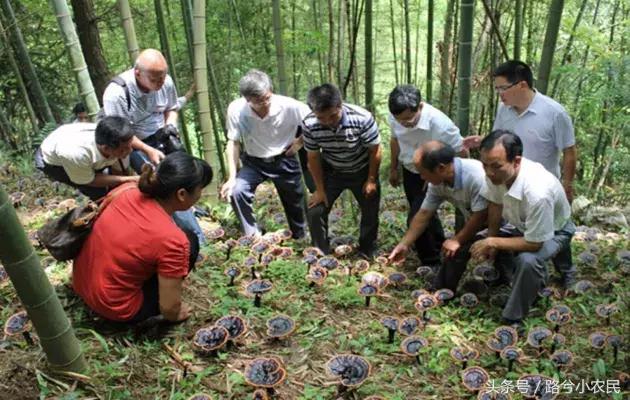 农村最赚钱的种植创业项目有哪些,55到65岁在农村能创业什么项目