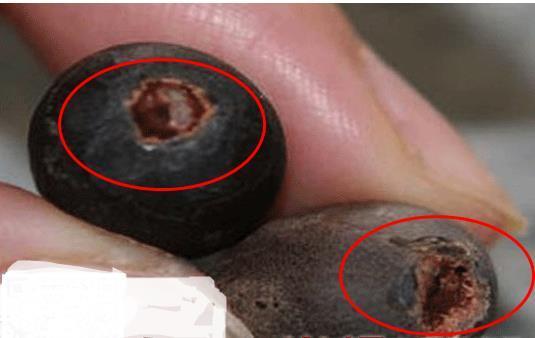 碗莲发完芽之后应该怎么养殖,用碗莲的种子养殖多久可以开花