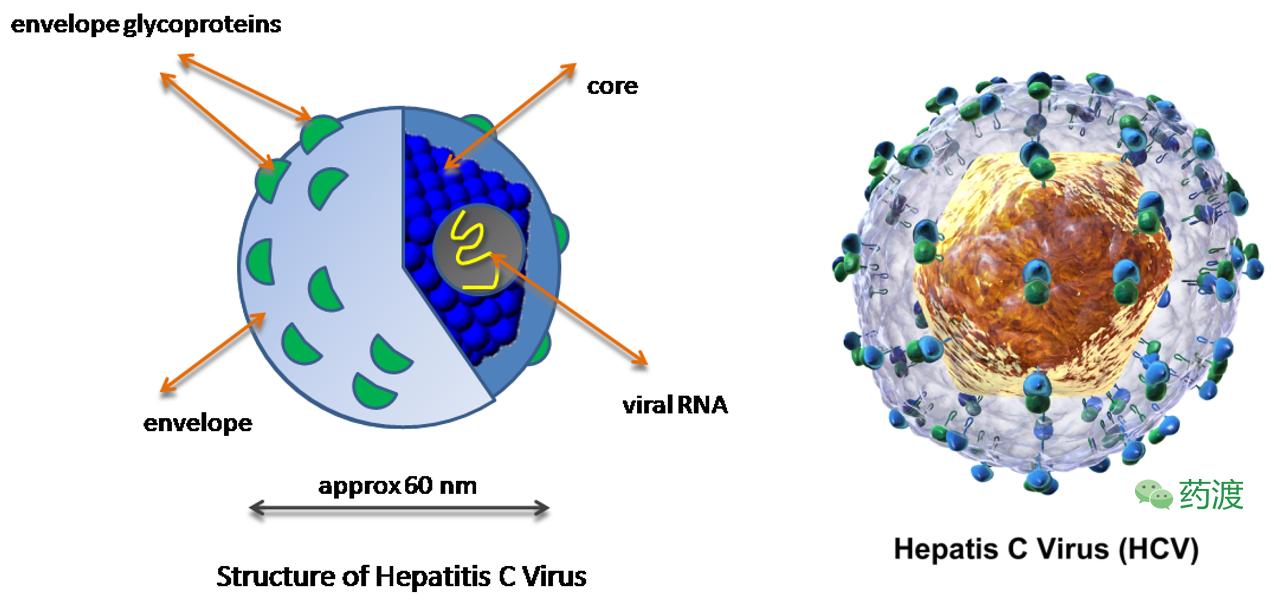 丙肝新药索非布韦为什么这么贵,丙肝新药索非一疗程需要多少钱