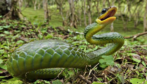 属蛇男性和什么属相女性婚配最佳,属蛇的人2022年的小人属相是什么