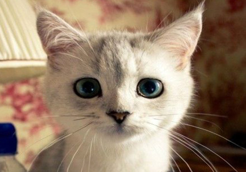 小猫大便拉稀用什么药,小猫拉稀吃什么药