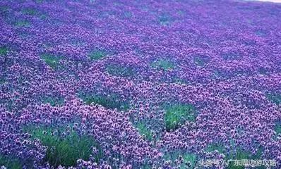 广东普罗旺斯花海,普罗旺斯的薰衣草紫色花海