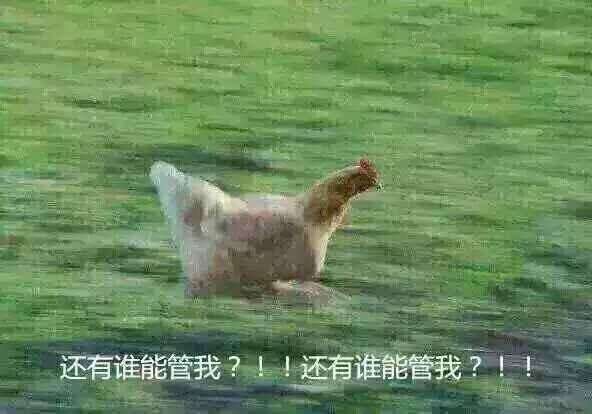 兔子逃脱猎狗成功视频,兔子逃脱了怎么办