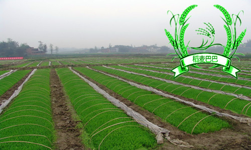 水稻叶片干尖,水稻秧苗叶子发白怎么办