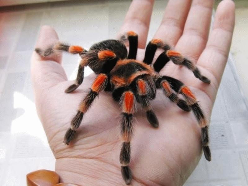 超级可爱的十大萌宠可以在家养,好养又干净的宠物萌宠