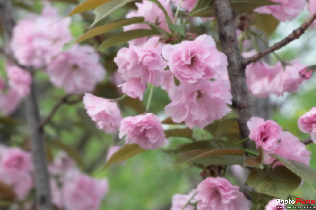 佳能eos77d镜头挑选,小白摄影入门了解佳能77d