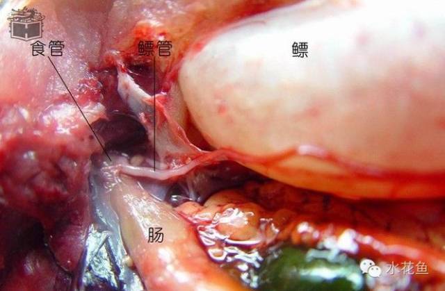 鱼的解剖及内部结构观察,鱼的内部构造讲解