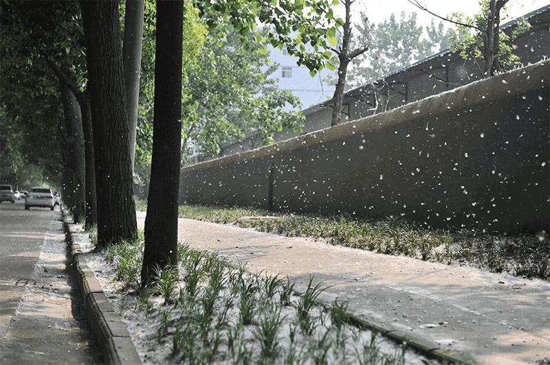 杨絮满天飞怎样防护,杨絮满天飞怎么开窗通风