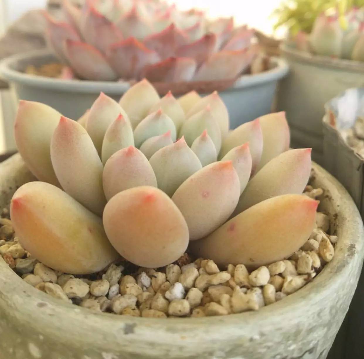 雨季多肉徒长怎么办,雨水多多肉腐烂怎么办