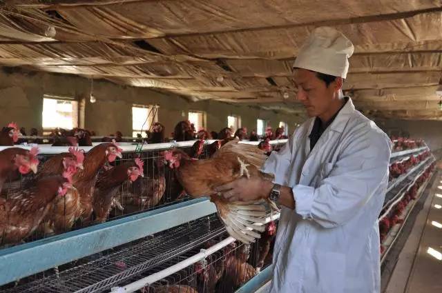 「双创百杰」鸡和蛋的故事—龙镇农场创业青年蓝翔