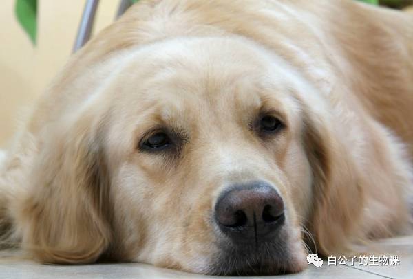 天冷怎么护理狗宝宝,天气冷了狗宝宝应该怎么养