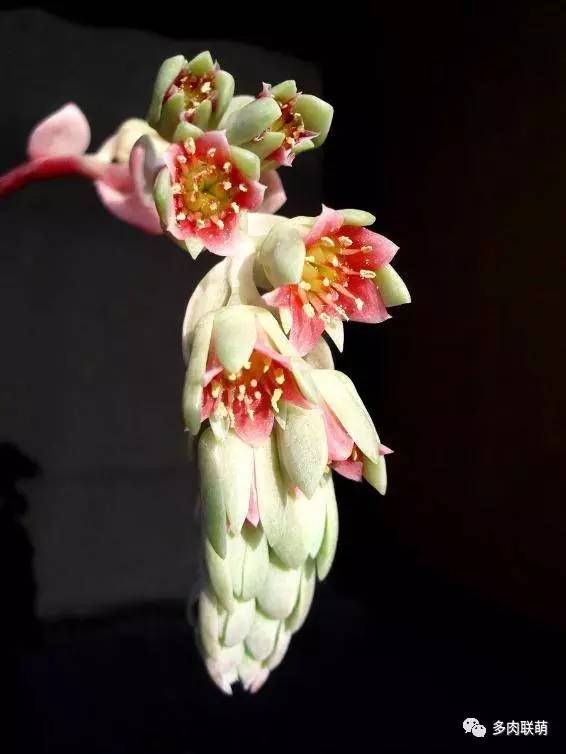 韩系美人多肉,稀有的美人系多肉