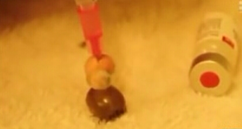 在蜱虫身体注射一氧化碳,蜱虫注入双氧水会怎么样