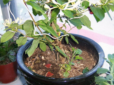 花土生小飞虫怎么消灭小妙招,消灭花里小飞虫