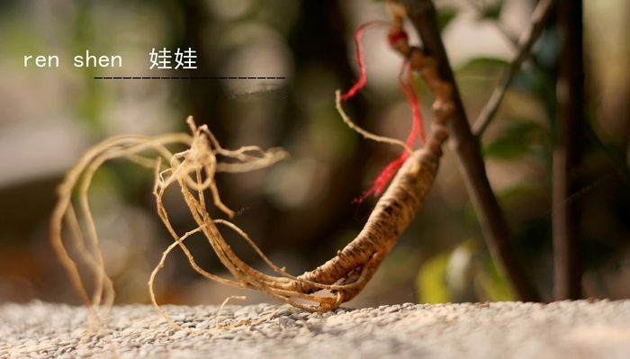 人参虽补但也不可胡乱进补,人参怎么吃才能大补