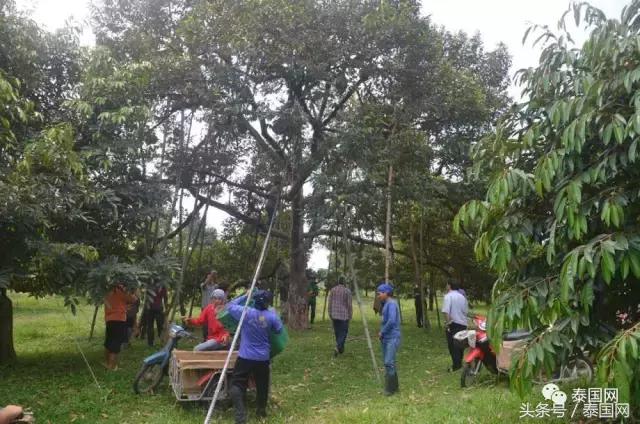 泰国发现榴莲危机,泰国榴莲危机事件
