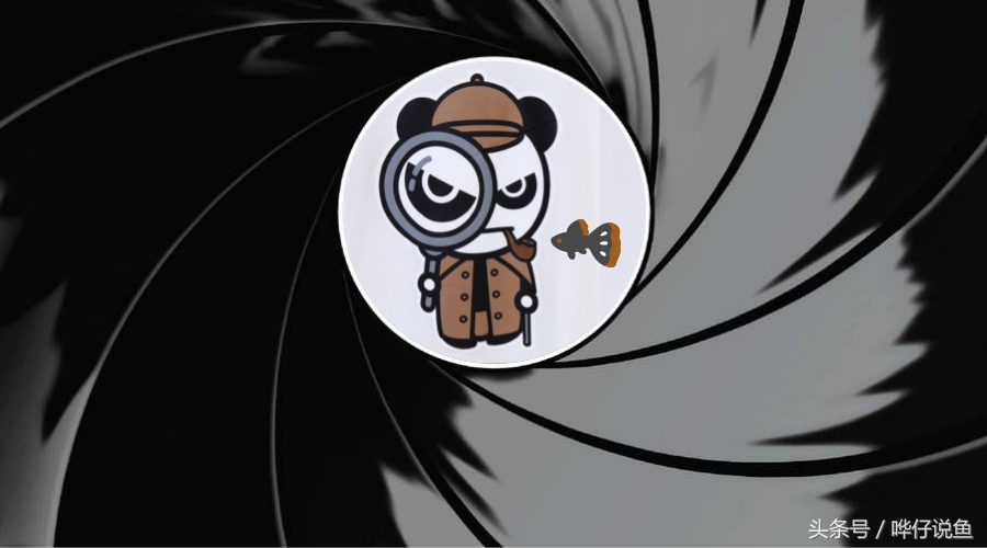 哗仔养水流程,养鱼初学者必知的宠物鱼养护指南