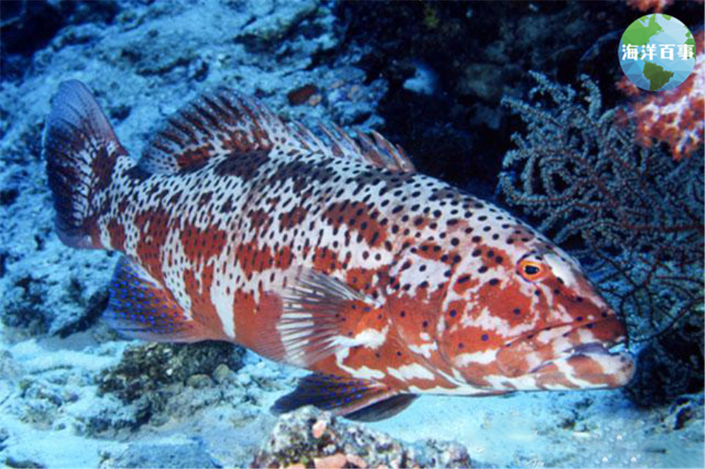 东星斑属于海鲜吗,东星斑海鲜图片
