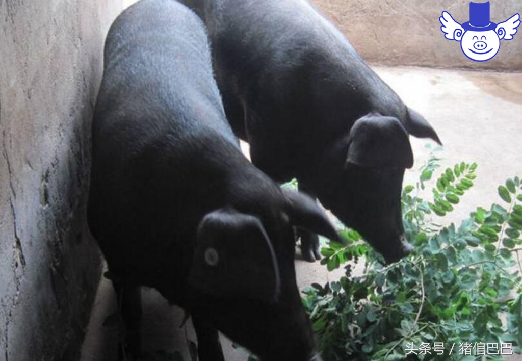 养猪技术一招教你辨别猪病,养猪必须知道猪的七大习性