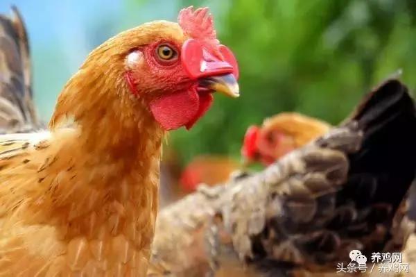 如何解决养鸡啄羽问题,养殖户如何解决鸡啄蛋的常见方法