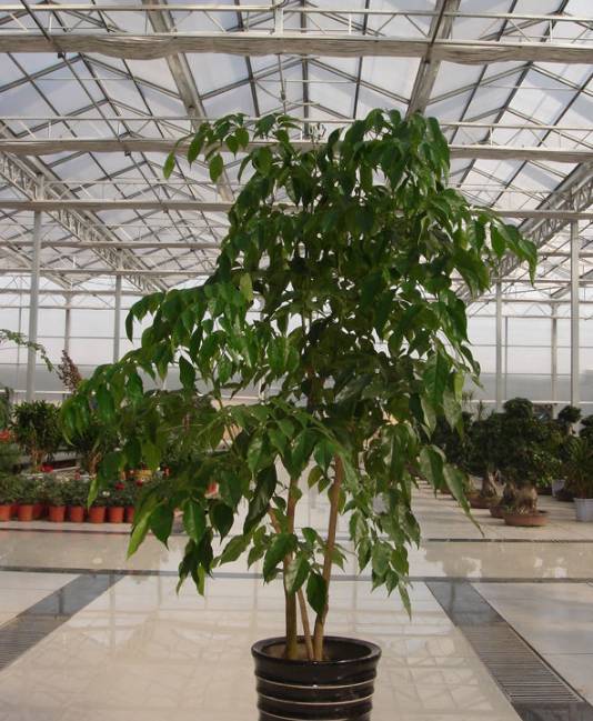 绿宝怎么养不会掉叶,绿宝冬天叶子发黄怎么办