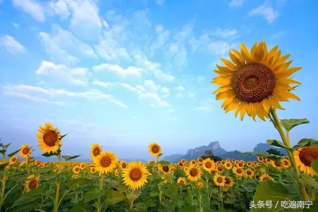 上林旅游有什么好玩的地方,上林好玩地方攻略必去景点