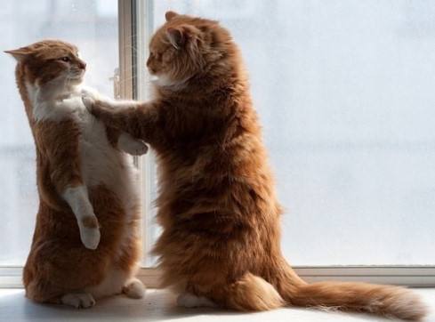 猫咪哪有那么多坏心思,猫咪的那些可爱行为