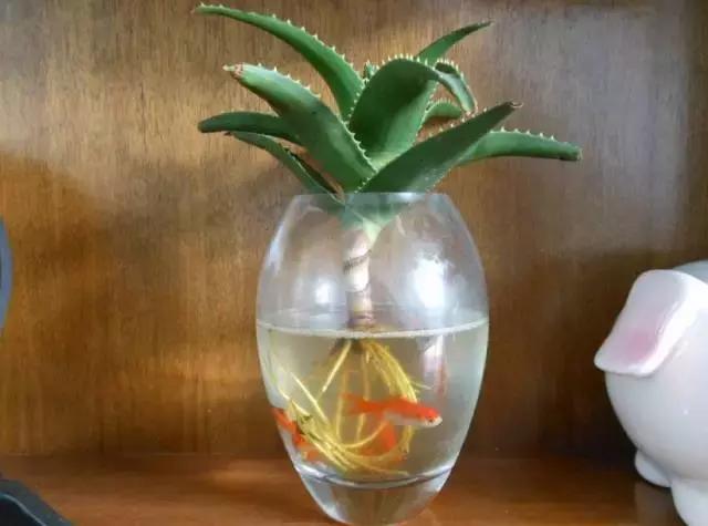 姘村煿鐜夋爲妞嶇墿,鐩嗘牻鐨勯搧鏍戝彲浠ユ按鍩瑰悧